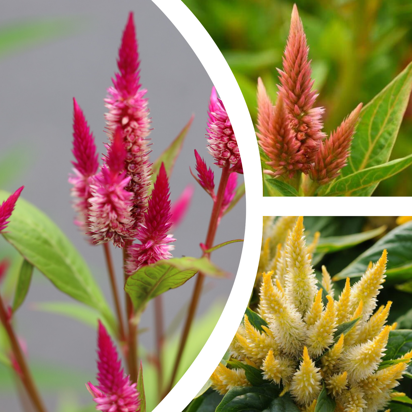 150 Flamingo Feather Celosia Spicata seeds / Wheat Flower, mixed colors organic