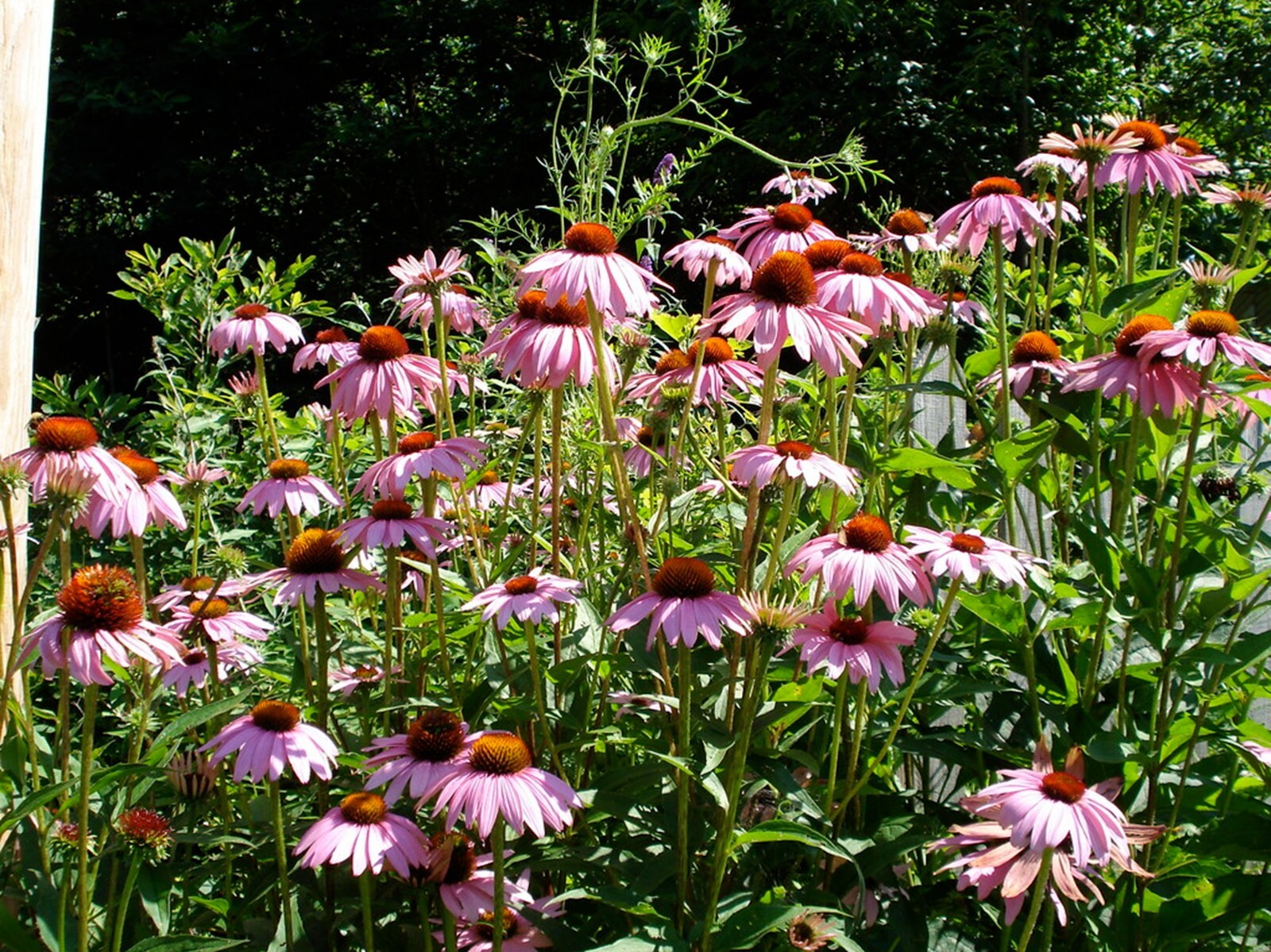 Organic Tennessee Coneflower {Echinacea tennesseensis}10+ seeds Free Shipping!