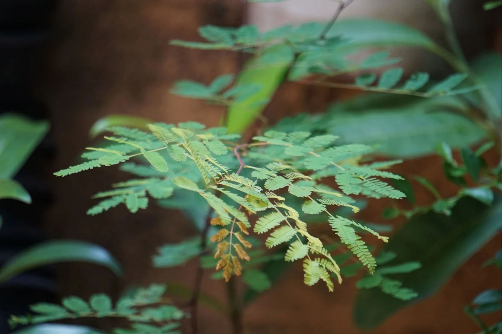 10 Heirloom Crested Cassia Seeds- Caesalpinia crista