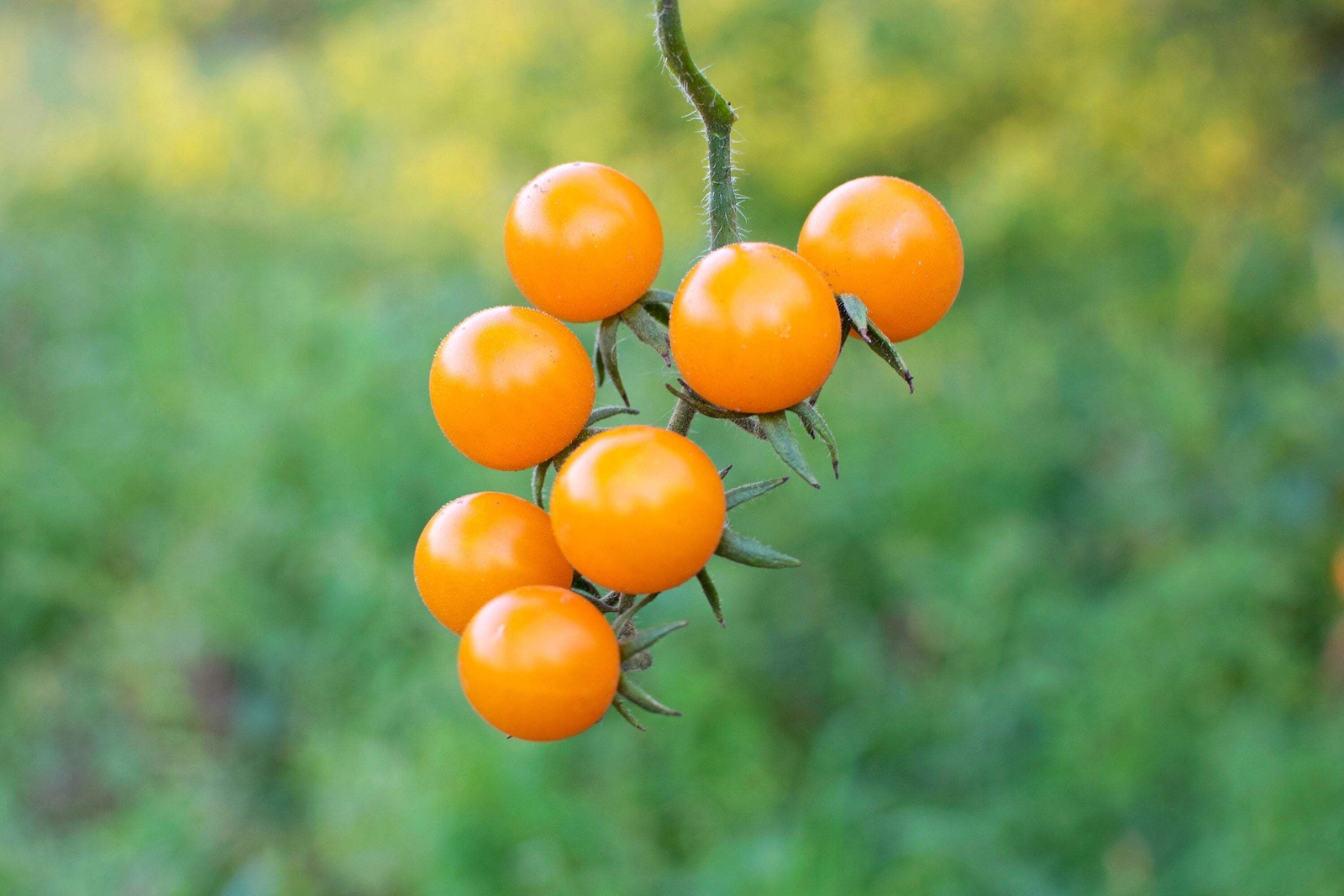 100 ORANGE CHERRY TOMATO Heirloom Solanum Lycopersicum Indeterminate Seeds
