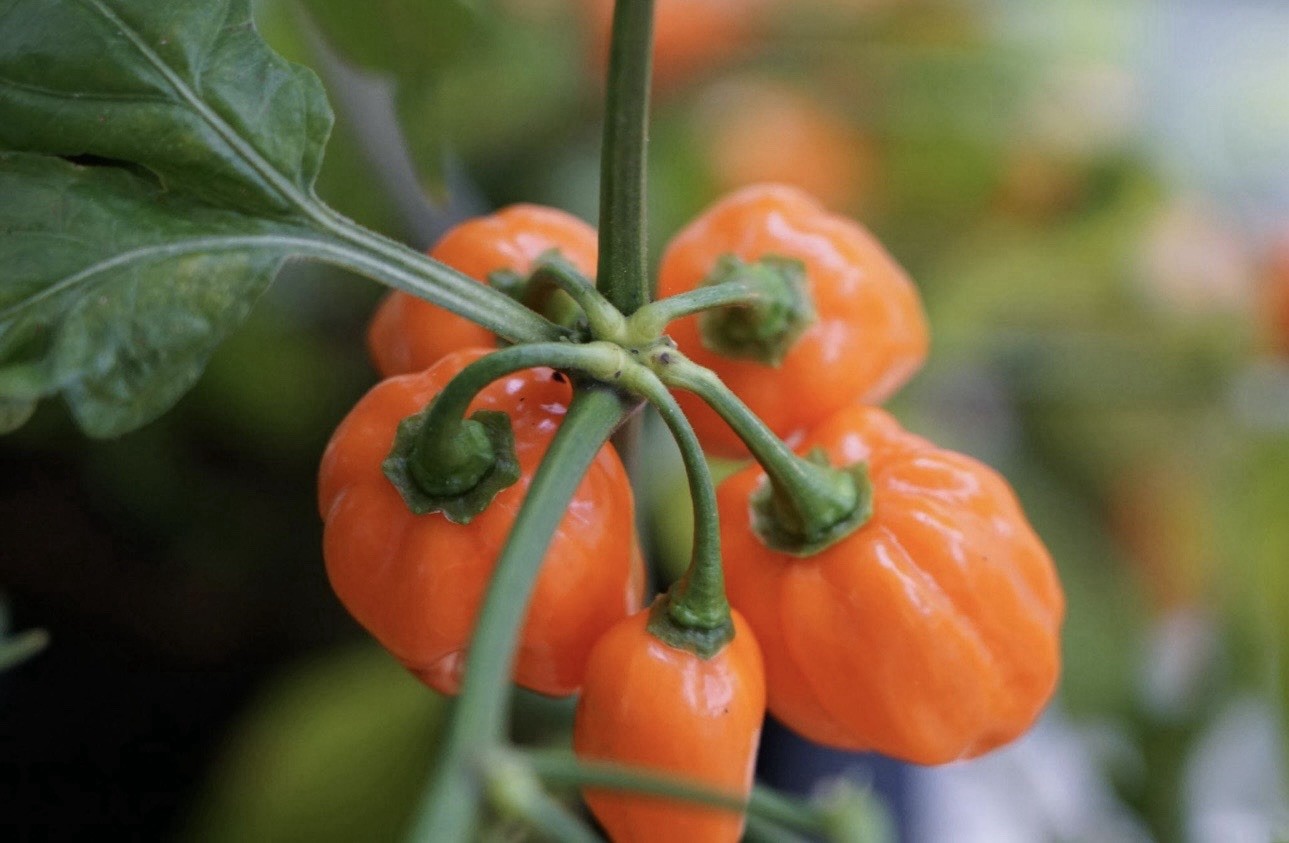 5 Pepper Plants Per Container!! Ready To Ship. All Types!! Epic, Popular, Rare!