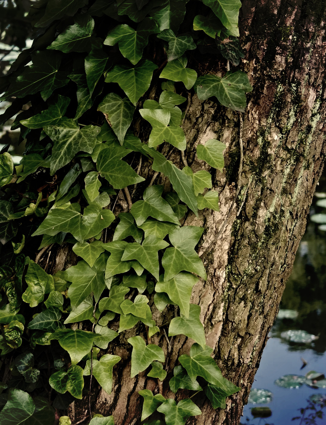 Boston Ivy Seeds 120ct Parthenocissus tricuspidata Climbing Vine Trellis