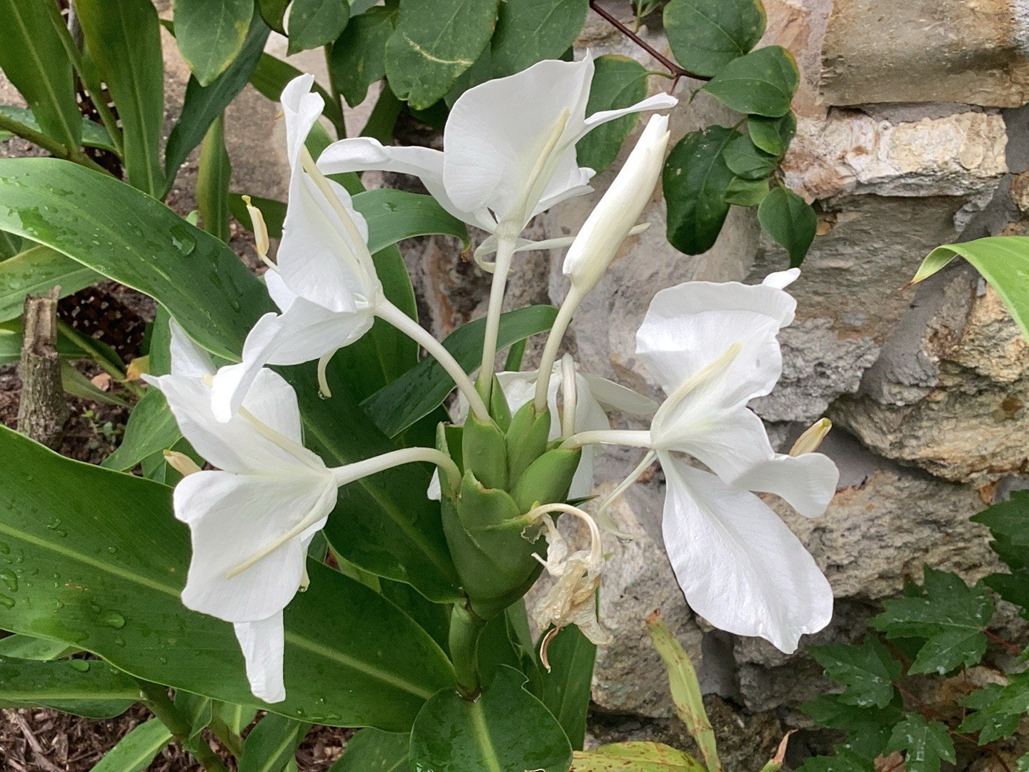 White Butterfly Ginger Rhizome Bulbs, Fresh Tubers Hawaiian Tropical