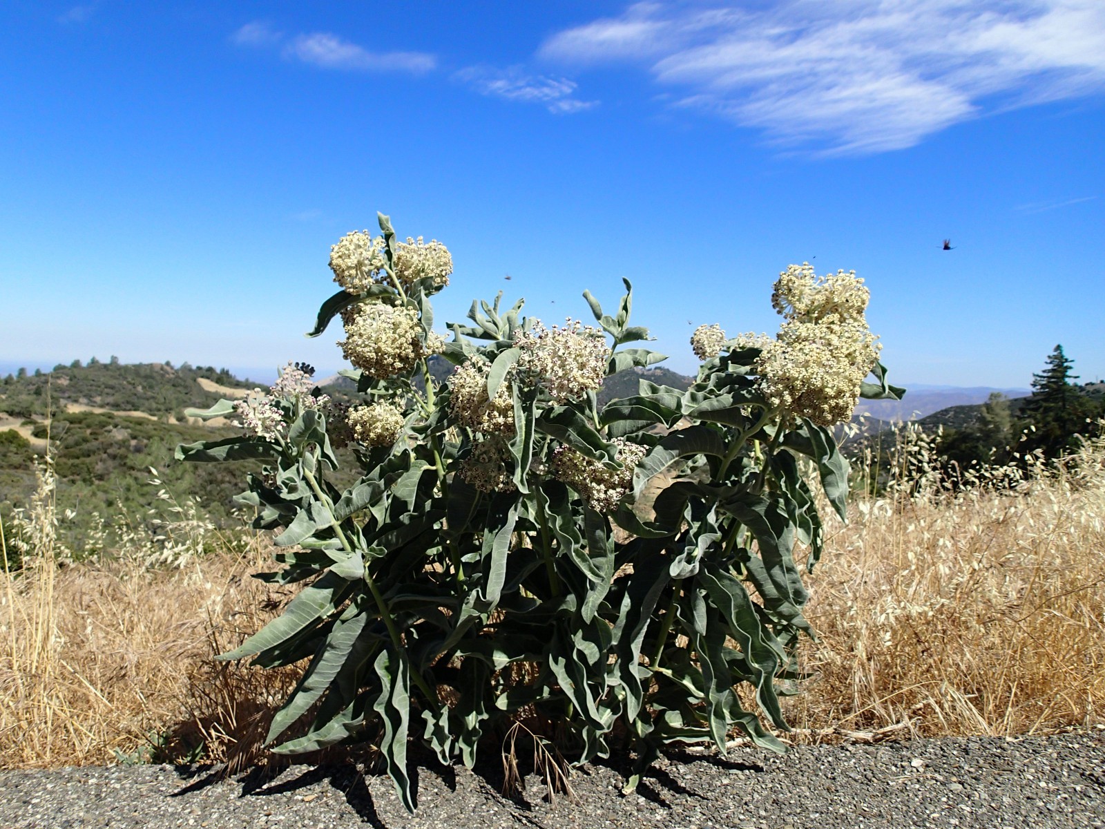 Kotolo Milkweed Seeds California Native Seeds Asclepias eriocarpa 50 Seeds