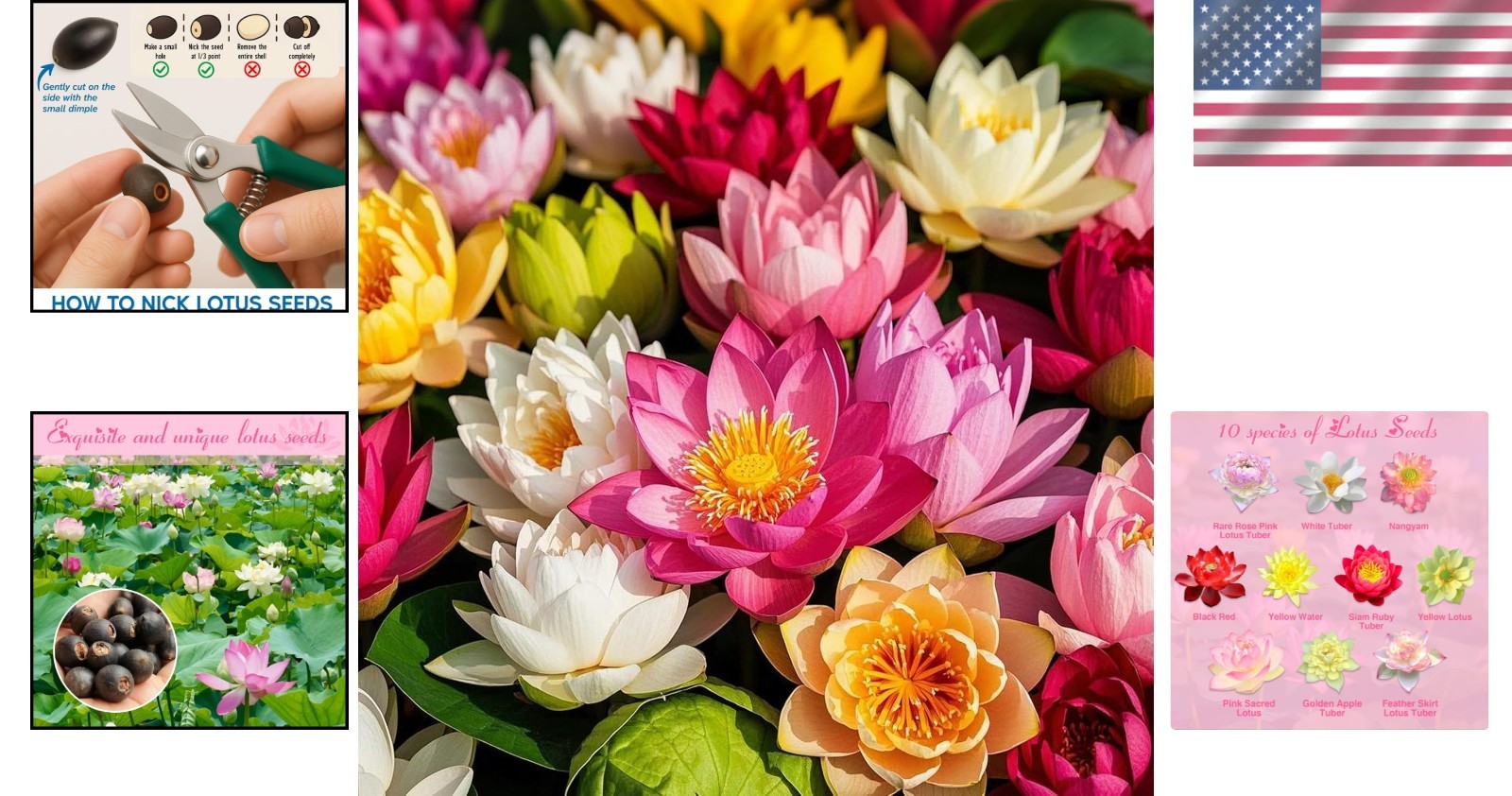 200pcs Lotus Seeds – 10 Unique Varieties