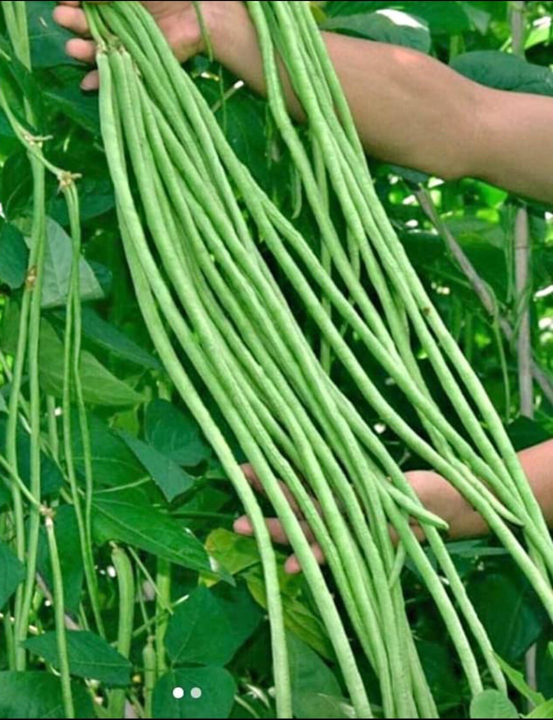 15+Seeds- Green Yard Long Bean |Asian String beans I Sitaw I NON-GMO