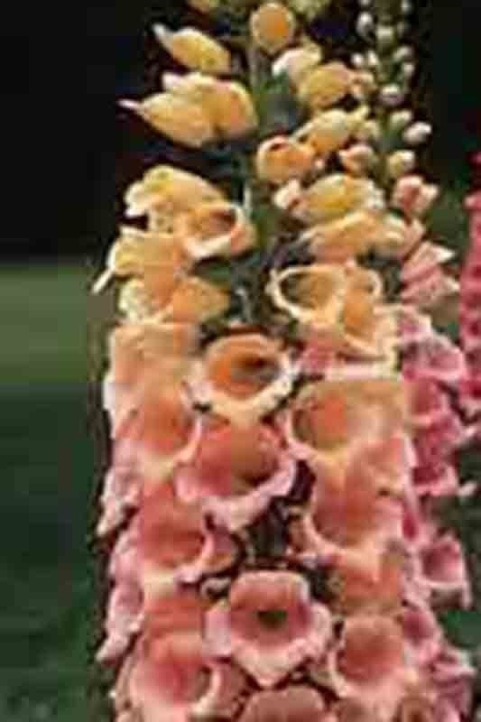 2000+ FOXGLOVE MIX SEEDS SPRING PERENNIAL FLOWERS EXCELSIOR PEST RESISTANT USA