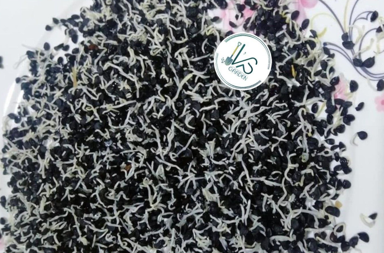 WHITE BUNCHING ONION SEEDS, HÀNH LÁ, 蔥