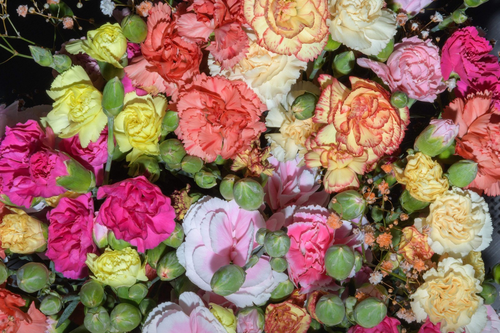 100 RAINBOW CARNATION Mix Mixed Colors Dianthus Caryophyllus Flower Seeds