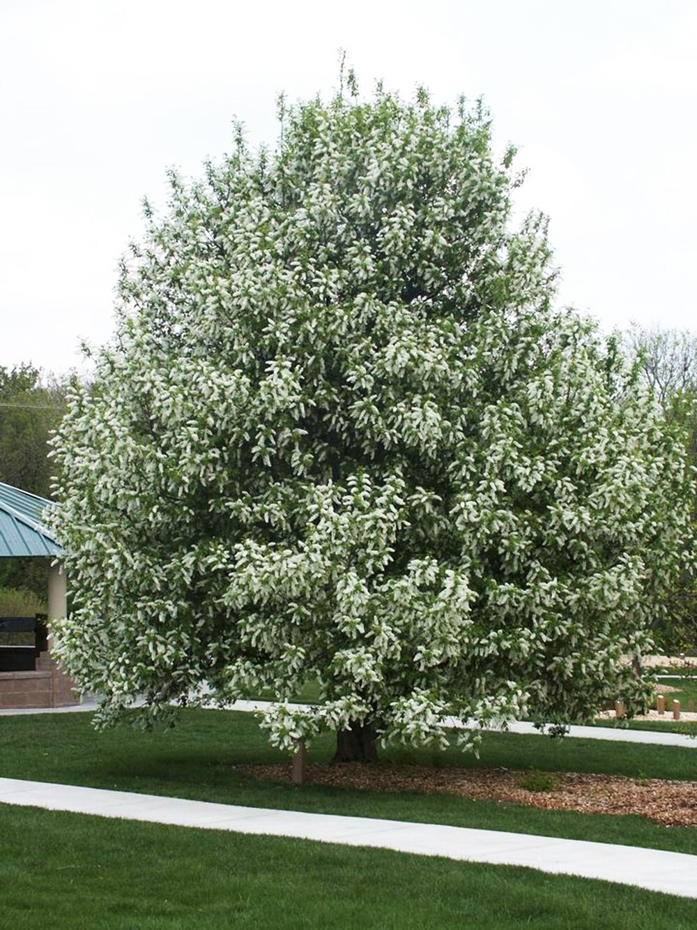European Black Cherry Tree | Premium Seeds | Prunus padus ‘Summer’ | Plants’®