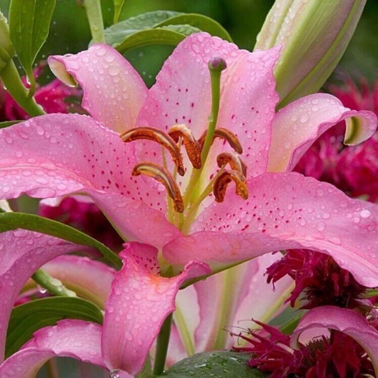 50pcs Pink Rare Lily Flower Seeds Planting Flower Lilium Perfume Garden. (#9622)