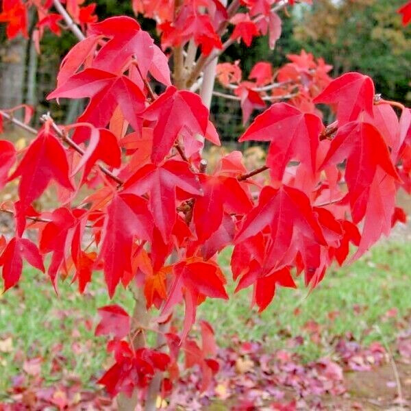 Trident Maple Tree | Premium Seeds | Acer buergerianum ‘Summer’ | Plants’®