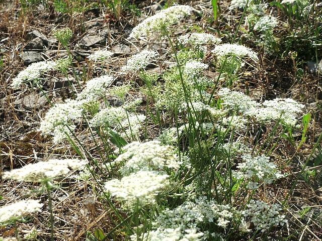 BULK, QUEEN ANNS LACE 10,000 SEEDS, DAUCUS CAROTA, WILD CARROT, HARDY