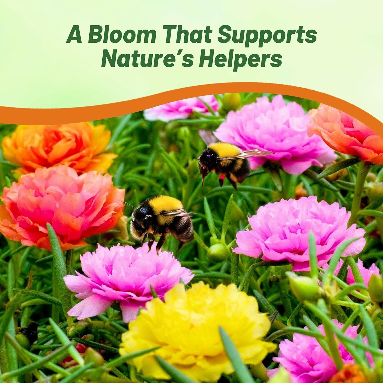 Drought & Heat Tolerant Mixed Moss Rose Seeds – 5000 Pcs for Garden Beauty
