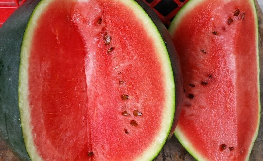🍉15 FLORIDA GIANT WATERMELON SEEDS | HEIRLOOM NON-GMO | HUGE | FREE SHIPPING