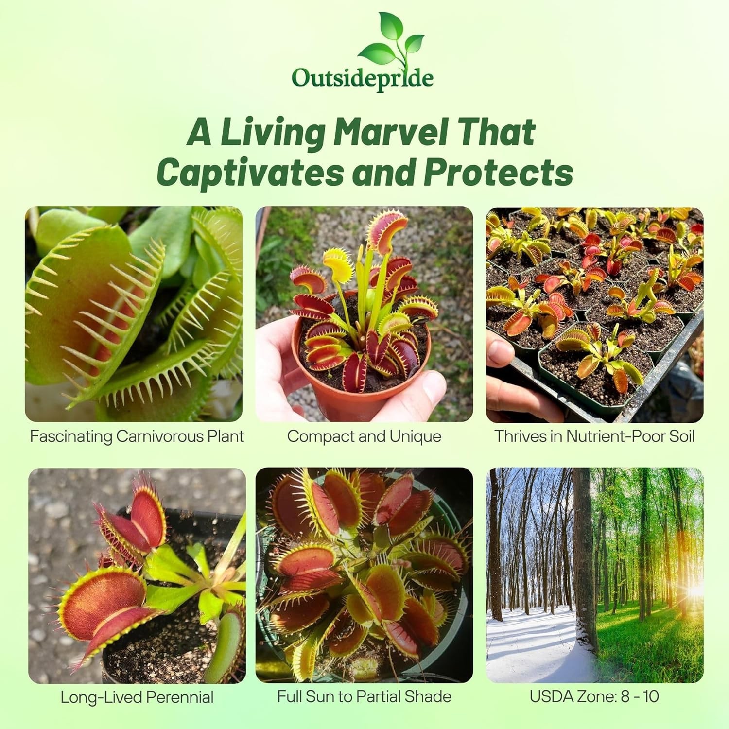 Outsidepride Venus Flytrap Seeds – 10 Pcs Perennial, Unique & Carnivorous
