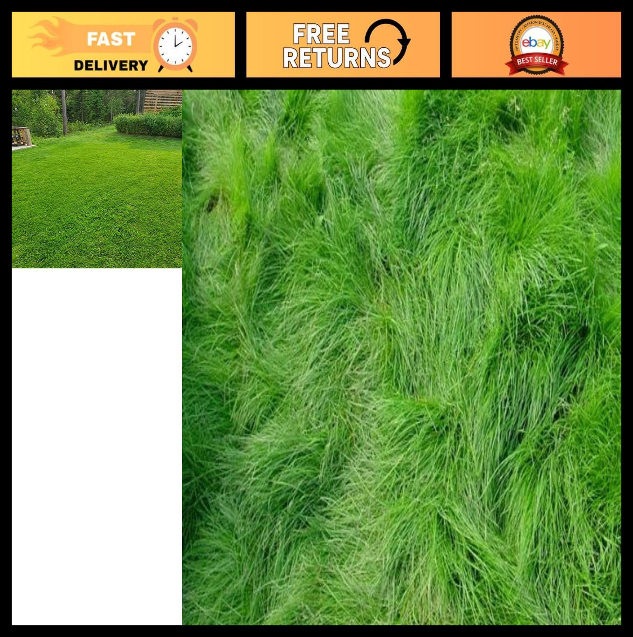 Creeping Red Fescue Grass Seeds for Lush Lawns – 1 lb Premium Quality Seed