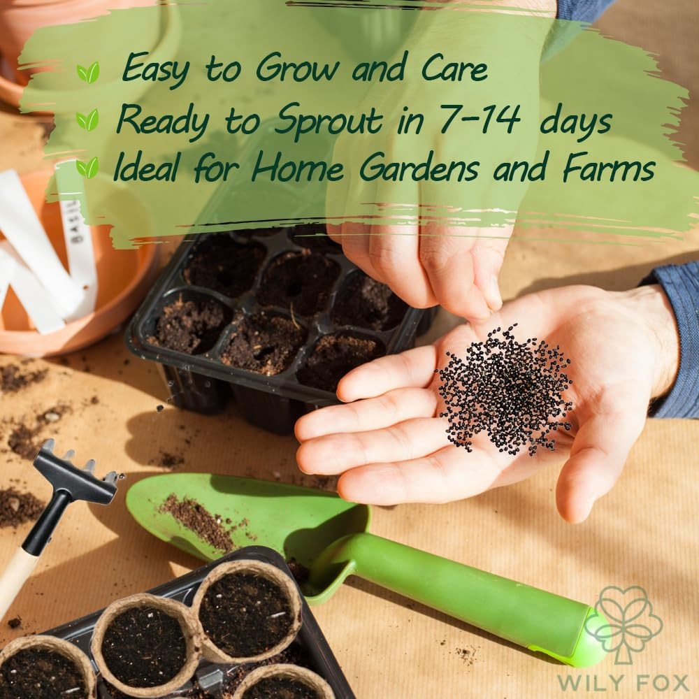 Premium Catnip Seeds for Planting Nepeta cataria – 2500+ Heirloom, Non GMO Ca…