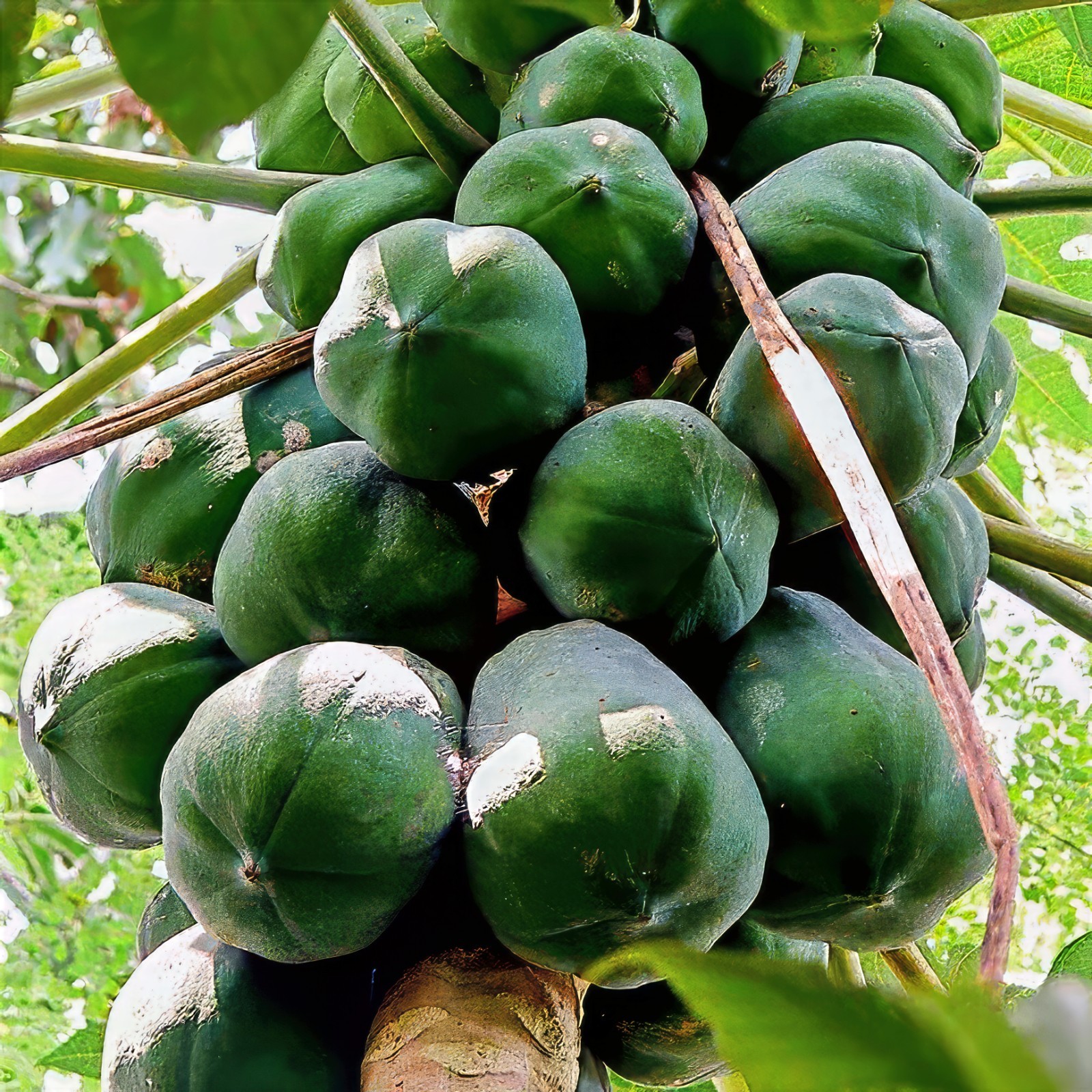 20 “DWARF SOLO WAIMANALO TREE SEEDS” (Carica Papaya) Fast Fruit Houseplant