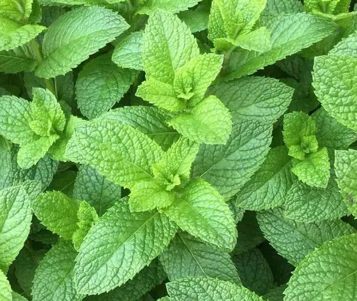 Mint Seeds 500++ spearmint seeds, Mentha spicata ,herb NON-GMO Heirloom Seeds US