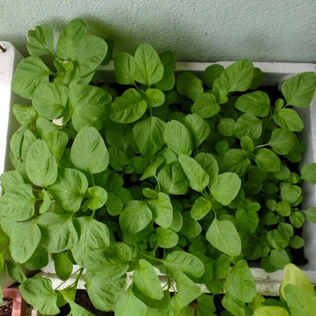 Fresh Green Leaf Amaranth Seeds | Lu Hsien | Heirloom Non-GMO | Asian Vegetables