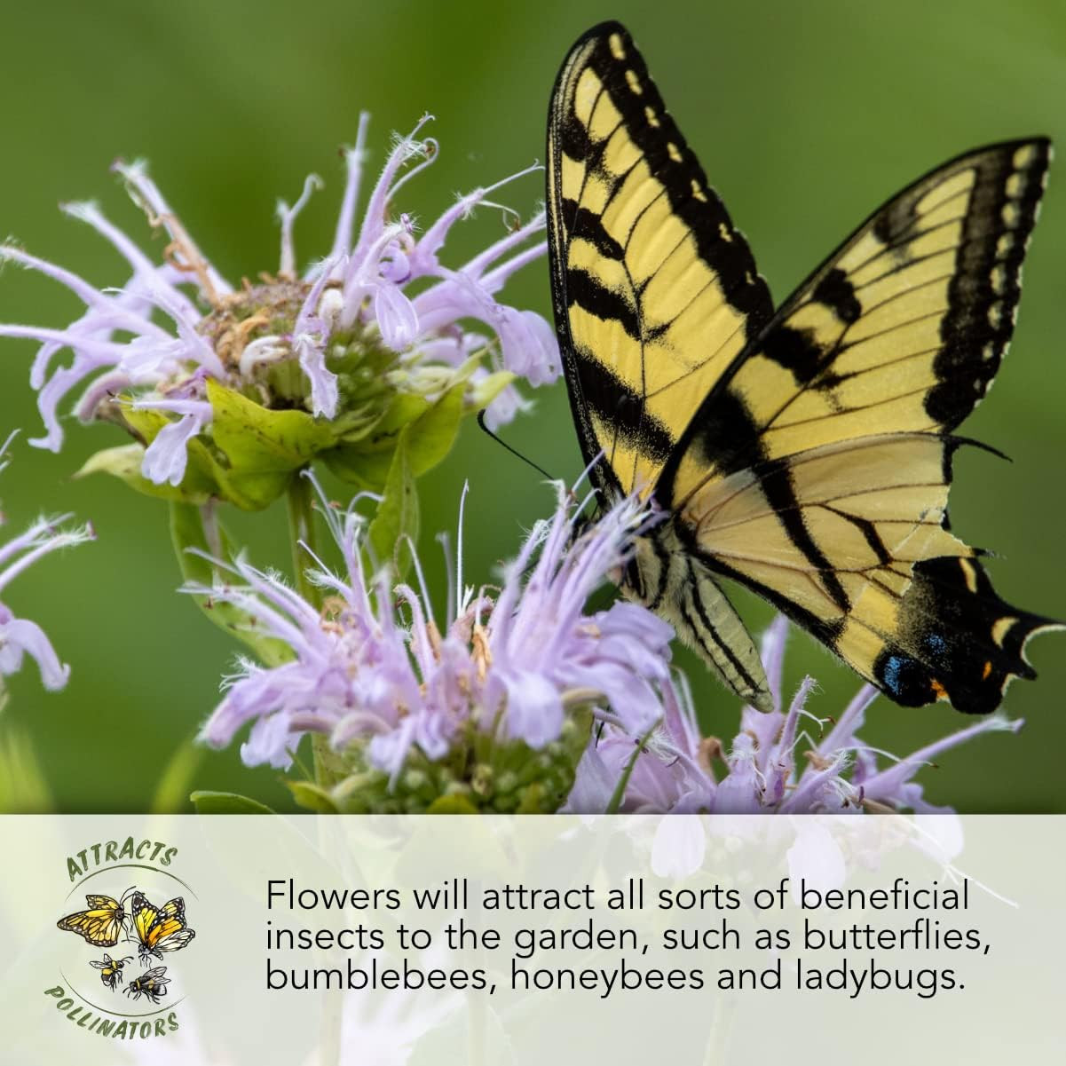 Pollinator Seed Mix Honey Bee Blend Wildflowers | Bulk 1 Ounce 12,500+ Heirloom