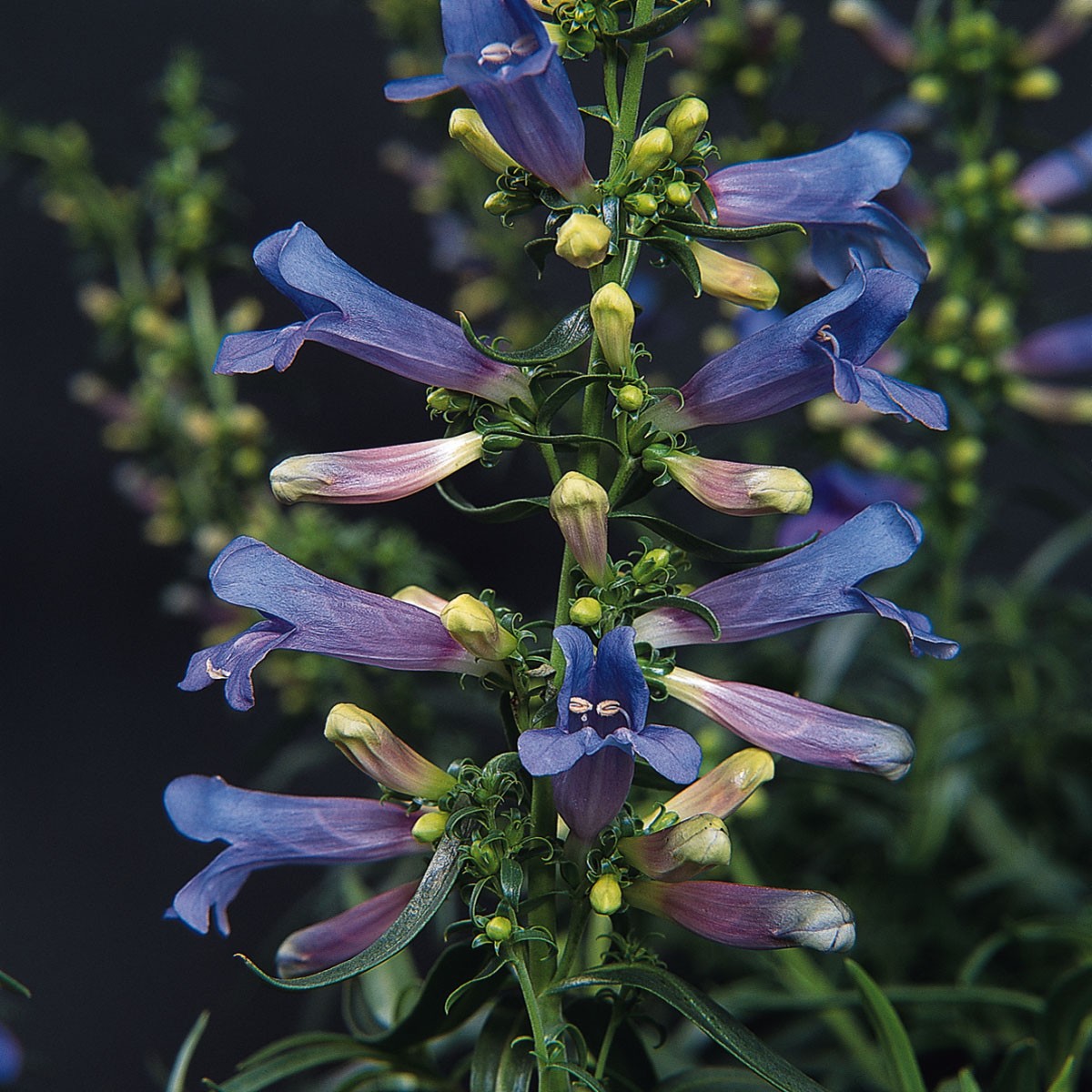 25 Seeds Penstemon Heterophyllus Electric Blue Drought Tolerant Garden Plant