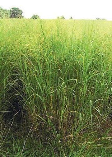 Panicum virgatum Cave in Rock | 200_Seeds