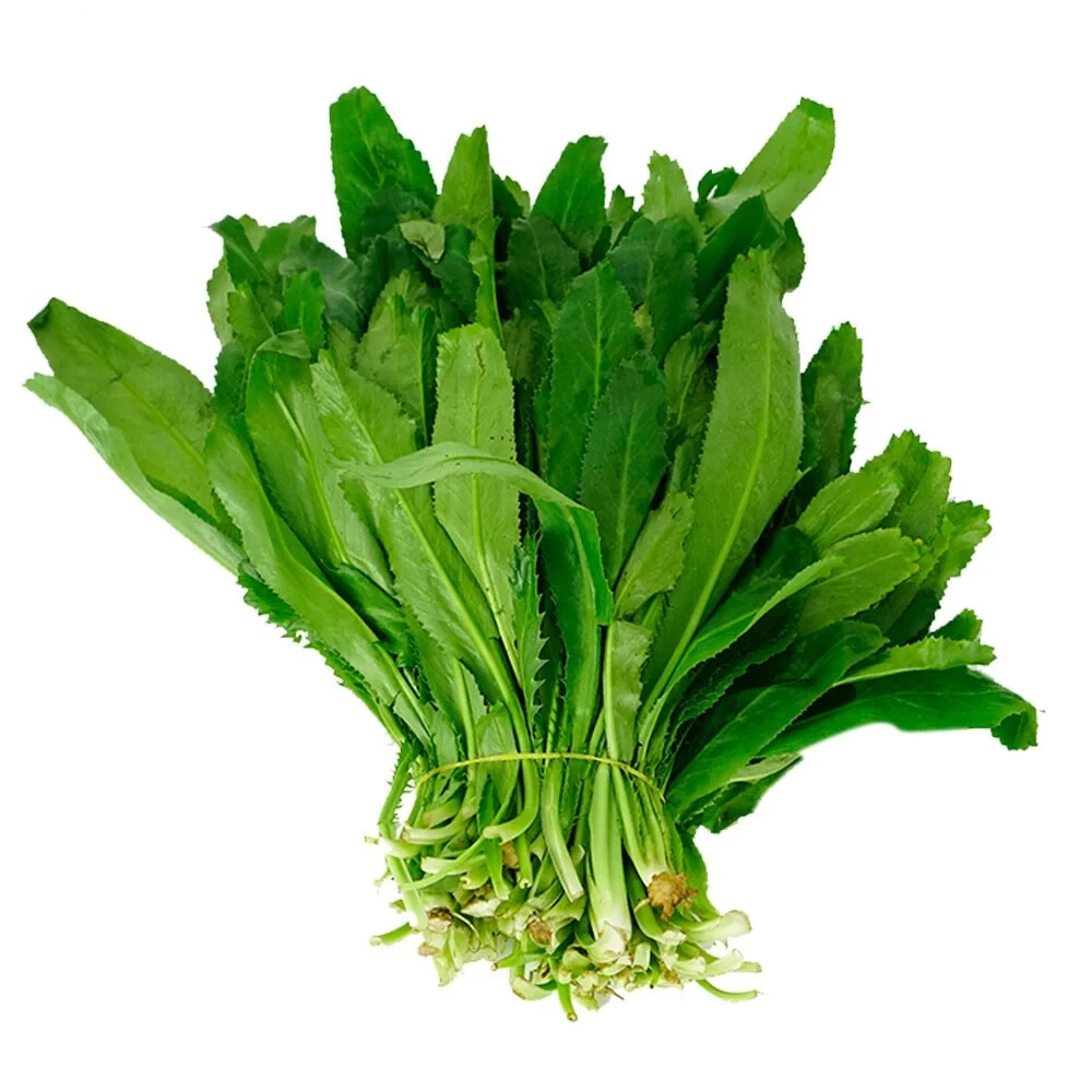 500+ CULANTRO SEEDS-NGÒ GAI-MEXICAN CORIANDER-庫蘭特羅-PUERTO RICAN-THAI PARSLEY
