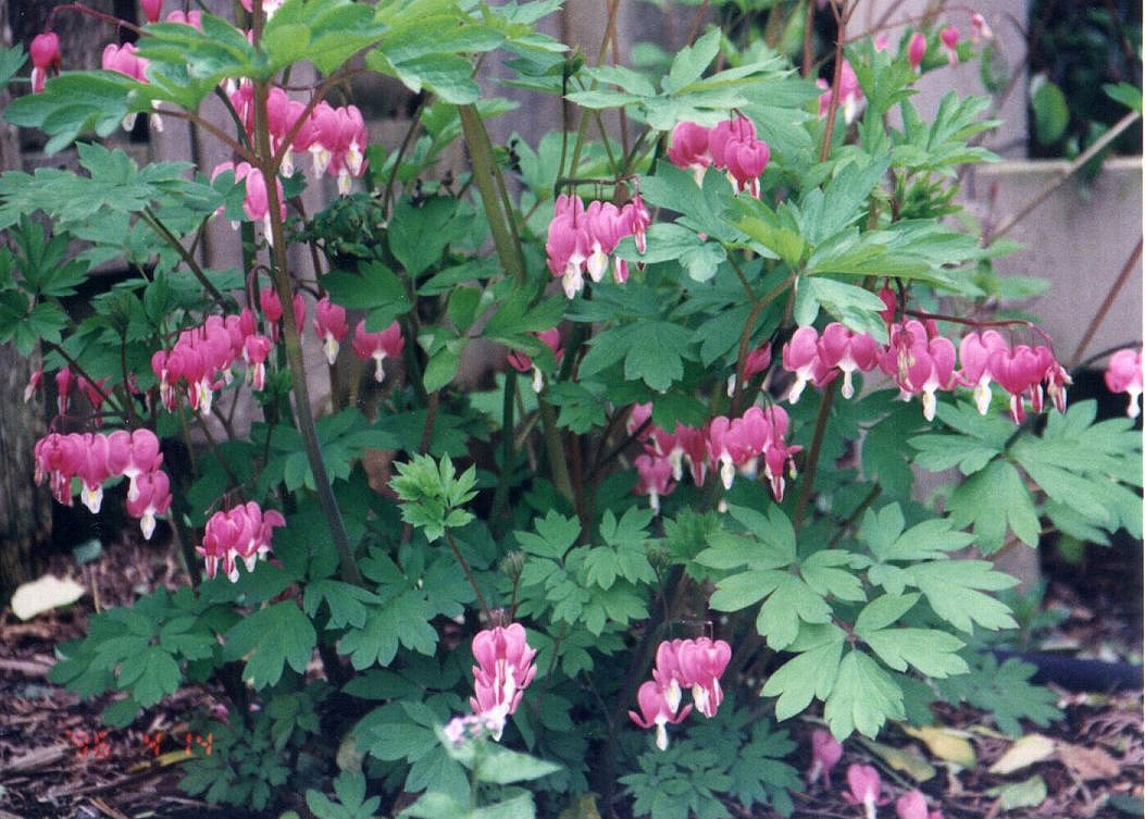 Dicentra formosa PACIFIC BLEEDING HEART Seeds!