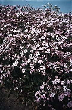 Saponaria Pink Beauty 2,000 seeds