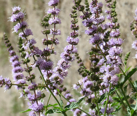 SPEARMINT Mentha Spicata – 1,000 Bulk Seeds