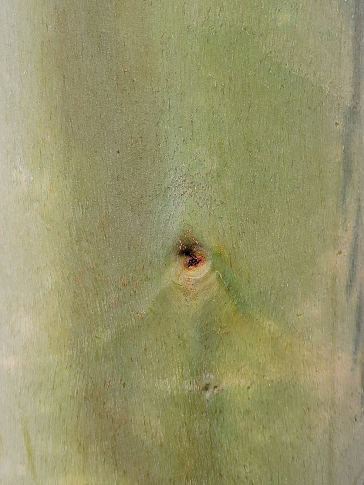 Eucalyptus regnans – Mountain Ash – Fresh Seeds – Extremely Rare in Cultivation!