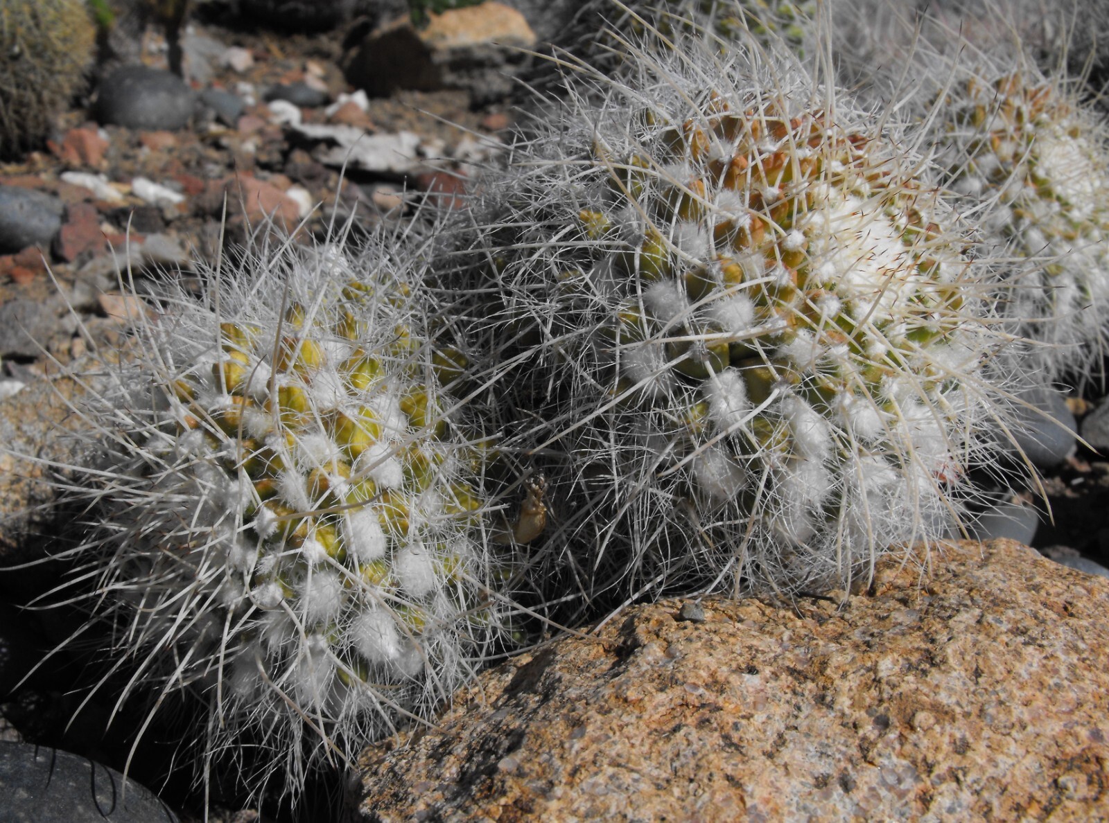 Mammillaria celsiana 25 Seeds – Golden Pincushion Cactus