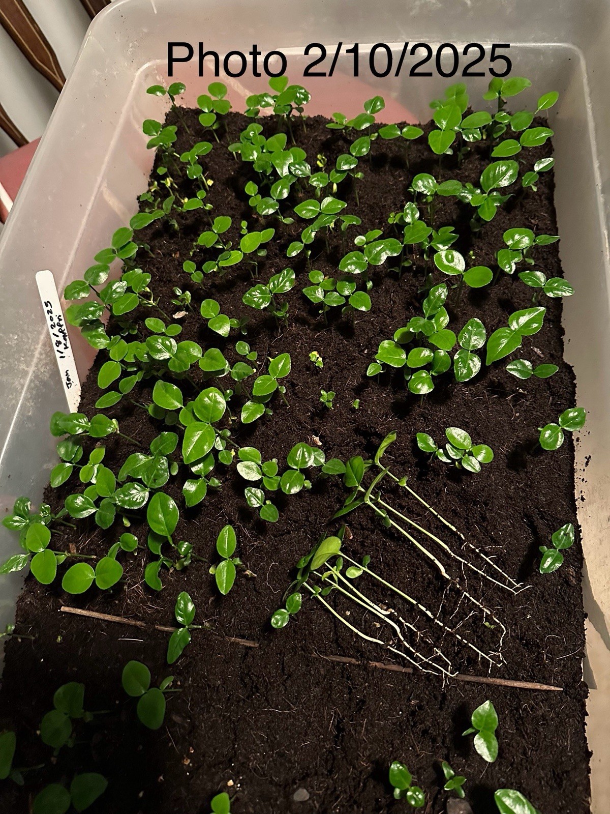 100+ Kaffir Lime Seeds Harvested 9/2025 Always Fresh And New Seeds มะกรูด
