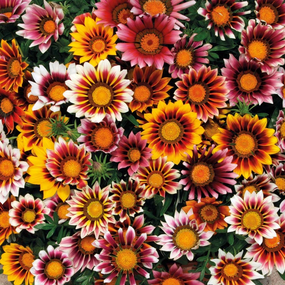 GAZANIA SPLENDENS MIX 25 FRESH FLOWER SEEDS FREE USA SHIPPING