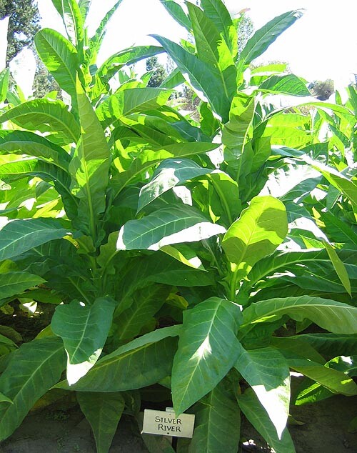1000 Silver River Tobacco seeds – Nicotiana sp. – Brazilian Strain