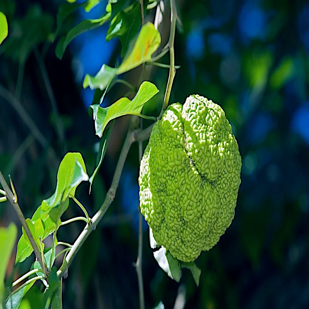 20 OSAGE ORANGE Tree Seeds (Maclura Pomifera) Hedge Apple Fast Hardy Monkey Ball