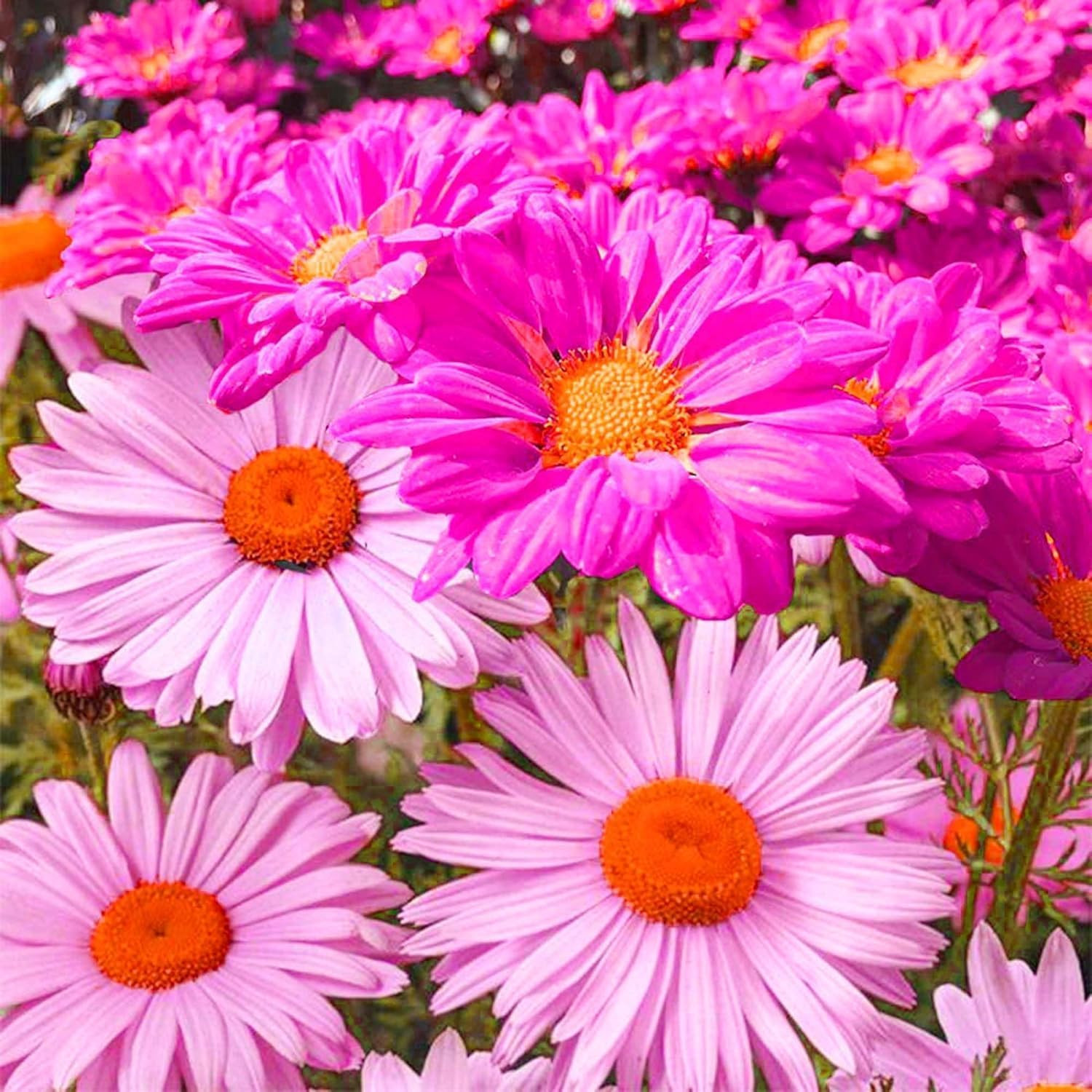 1900+ Mix Pyrethrum Seeds – Multi-Color Insect-Repelling Flowers, Practical Plan