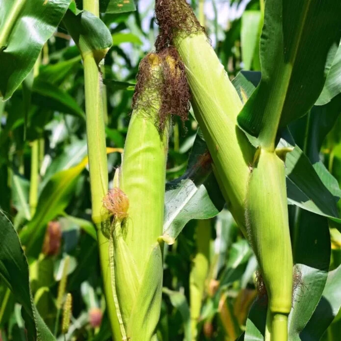 50pcs Sweet White Corn Seeds – Heirloom, Sweet, Open-Pollinated, Non-GMO