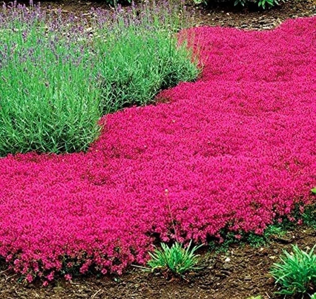Thyme Seeds 2000 Mix Red Creeping Seeds for Planting- Wooly Thymus Dwarf-Elfi…