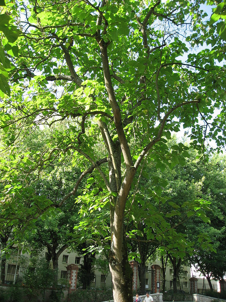 Royal Empress, Paulownia tomentosa, Tree Seeds (Fast, Showy, Fragrant)