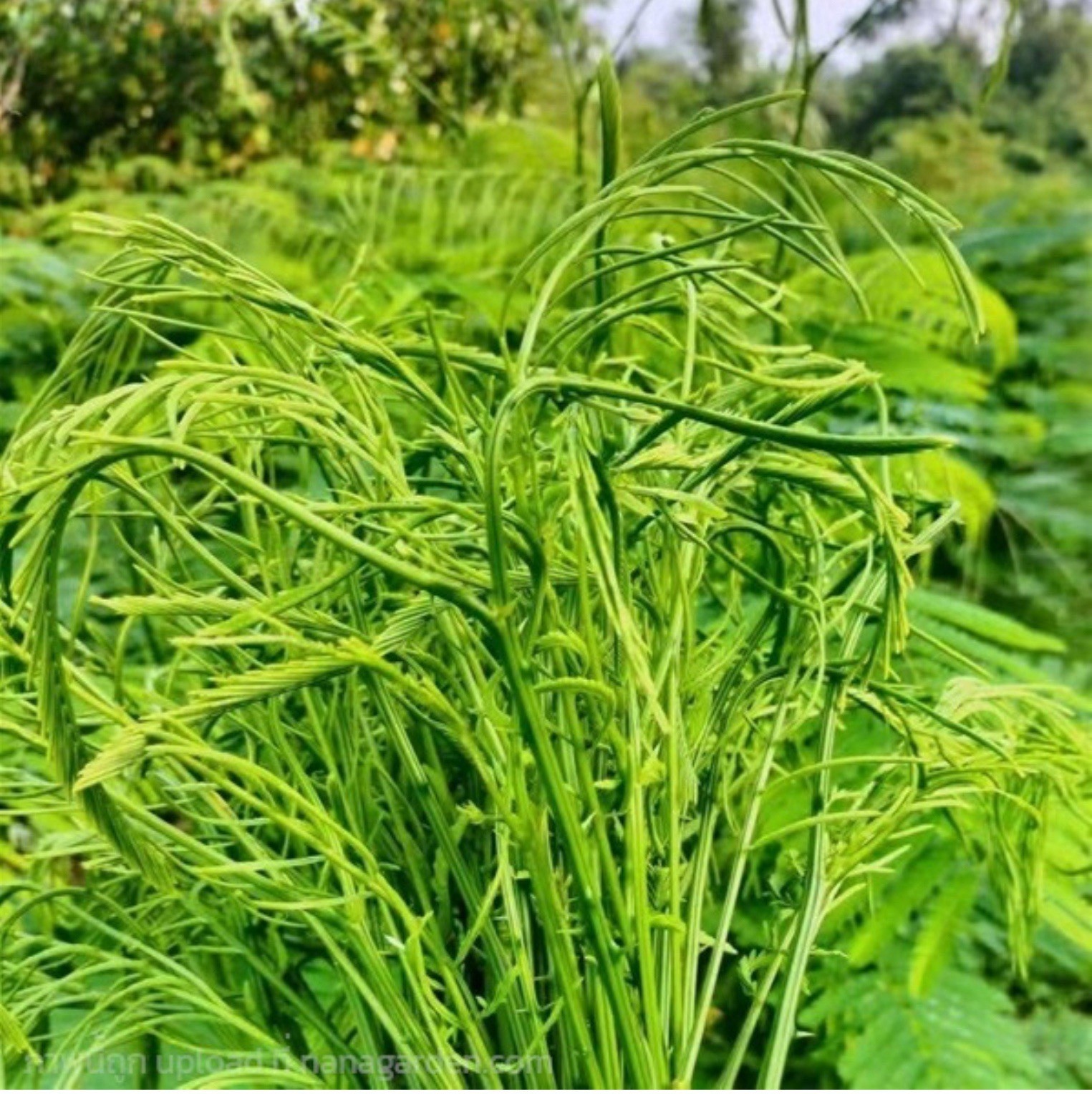 Climbing Wattle 10+ Seeds Senegalia Pennata Cha-Om Acacia Pennata From Thailand