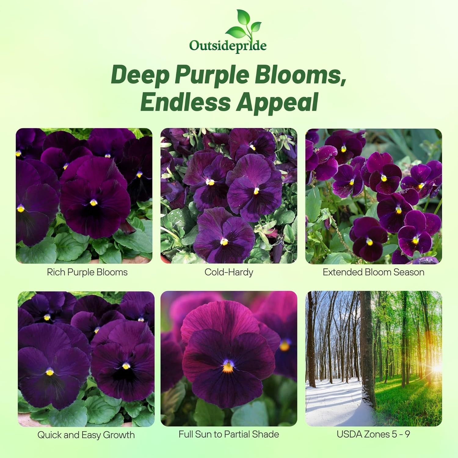 2000 Seeds Swiss Giant Pansy Flower Seeds – Growing Pansies From Seeds