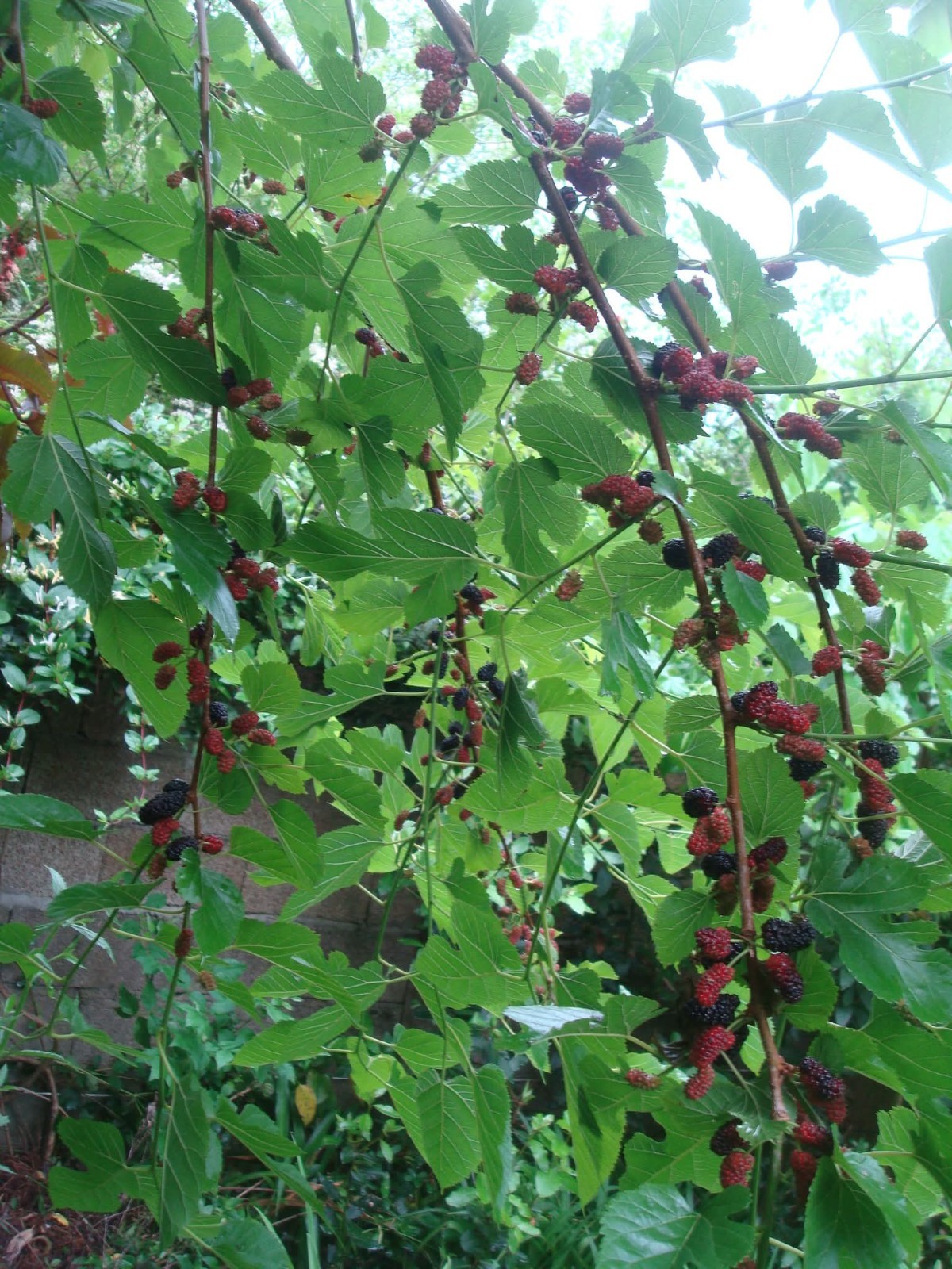 70+ Mulberry Tree Seeds 2025 Fresh Seeds Non GMO Organic