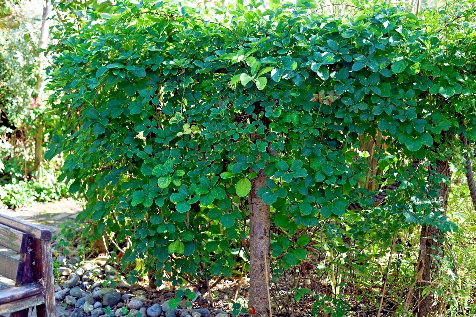 CHOCOLATE VINE SEEDS “3-LEAF” (A. trifoliata) Rare Hardy Fruit Flower Climber