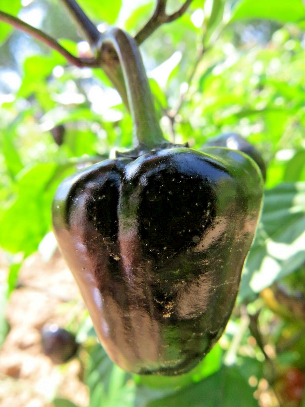 Chilhuacle Negro – rare chocolate hot pepper