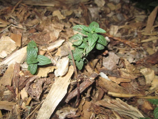 Chocolate mint plant – 3 rooted cuttings