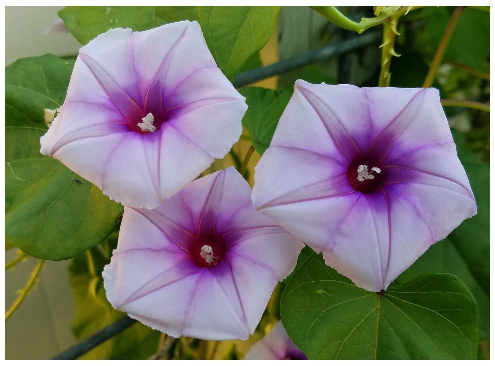 Ipomoea turbinata | muricata | Lavender Moonvine | 10_Seeds