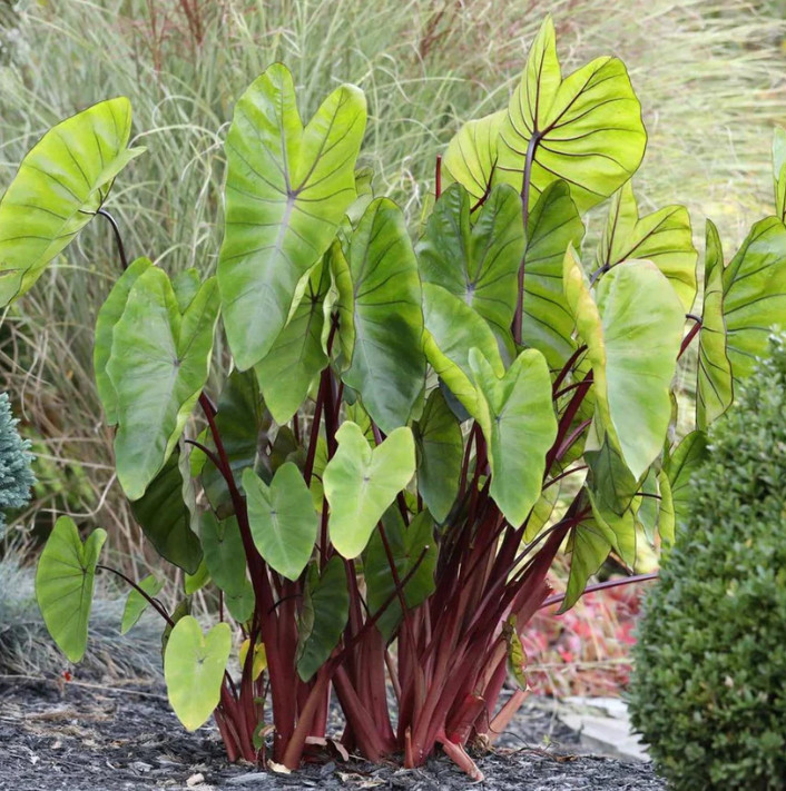 Hawaiian Punch Colocasia Plant – 4-9″ Tall – Colorful Elephant Ear – Zones 8–11